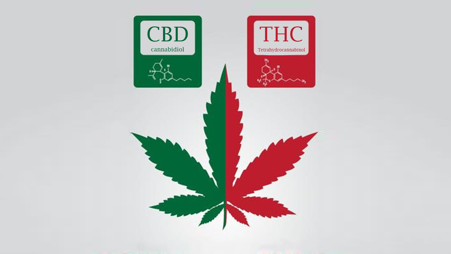Difference between the effects of CBD and THC