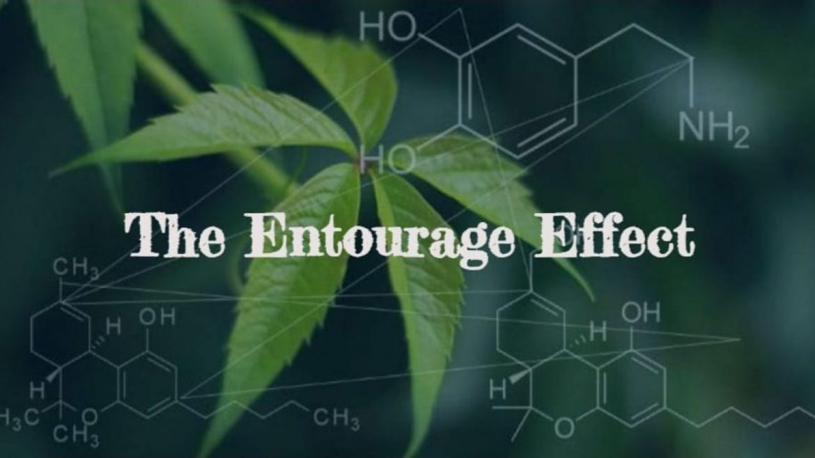 The top quality CBD products are ideal for experiencing the entourage effect