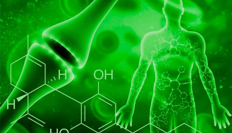 CBD Oil And The Endocannabinoid System