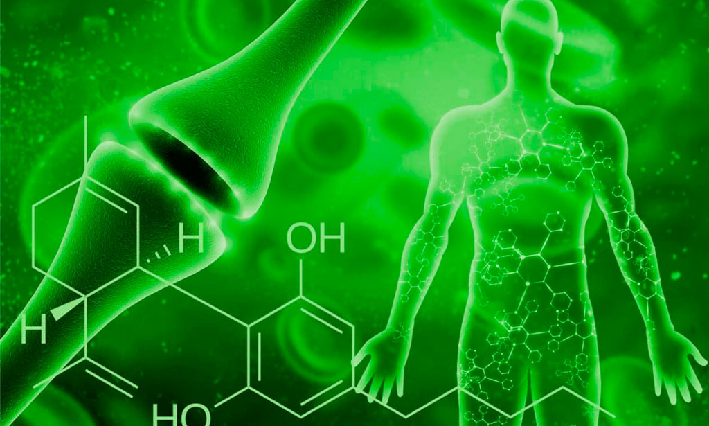 CBD Oil And The Endocannabinoid System