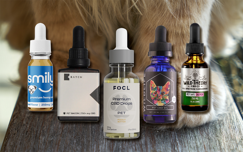 What Is the Right Cbd Dosage for Cats?